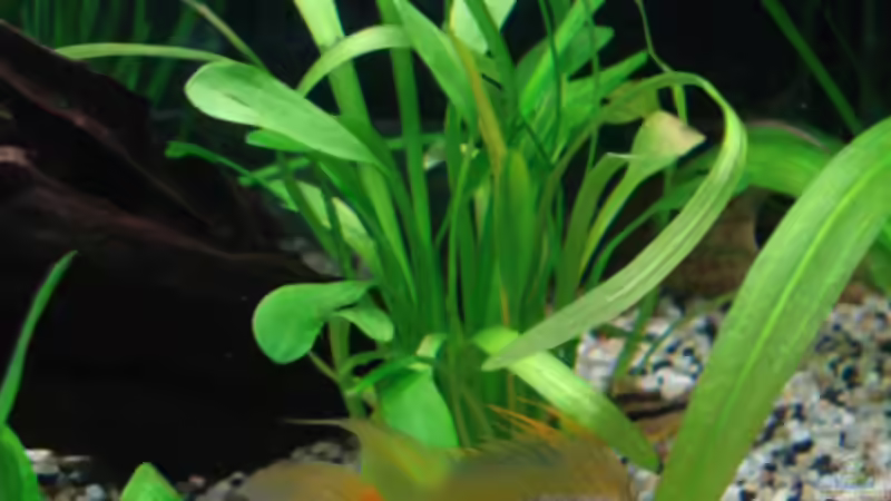 Zwergpfeilkraut von Chris 81 (16)