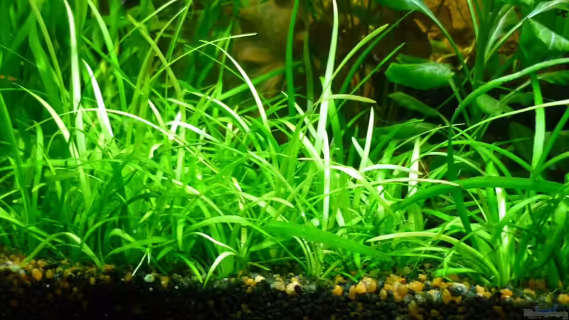 Zwergpfeilkraut von Sabrina & Dirk Bergmann (28)