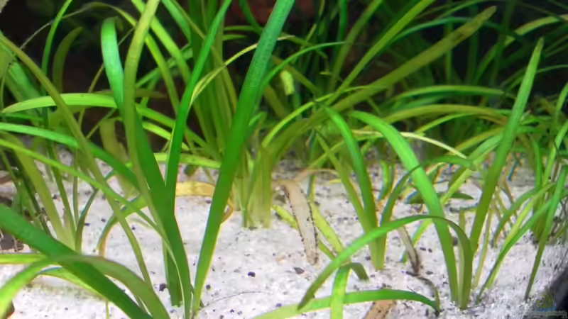 Aquarien mit Sagittaria subulata (Zwergpfeilkraut)