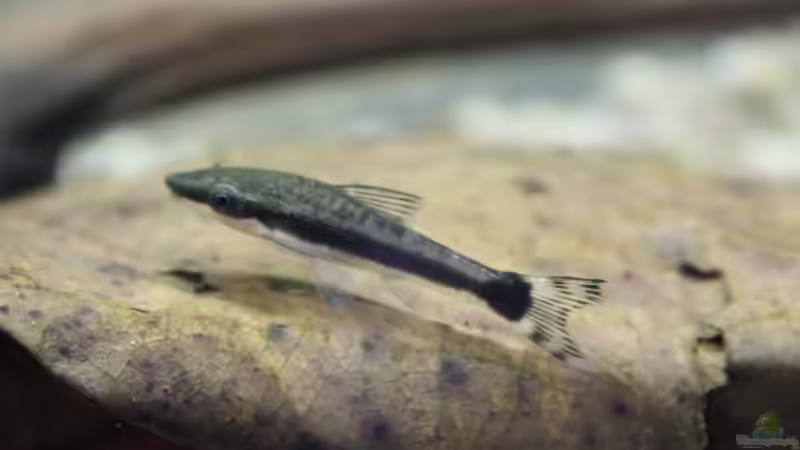 Zwergsaugwels von ESA_72 (19)