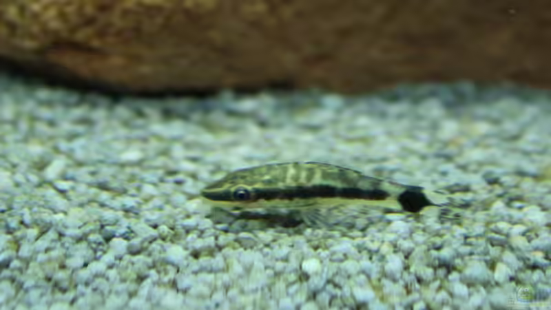 Zwergsaugwels von spektukal (25)