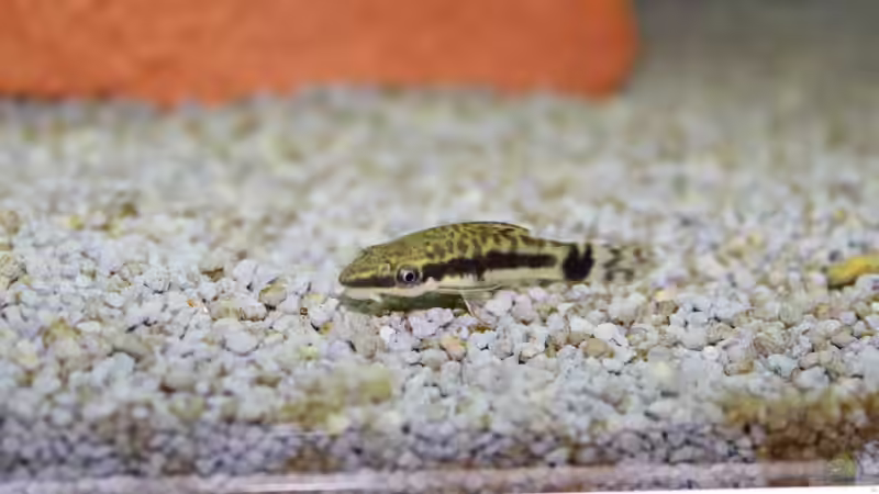 Zwergsaugwels von spektukal (33)