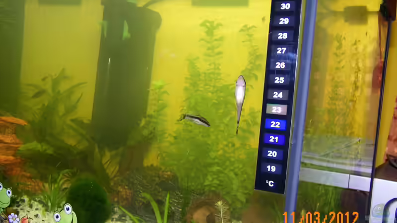 Zwergsaugwelse von Bienchen1976 (7)