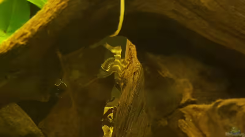 Zwergschilderwels von Johannes L. (52)