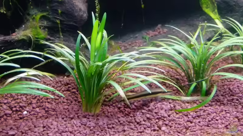 Zwergschlangenbart von Mc.Maurer (10)