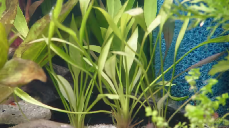 Zwergschwertpflanze - Echinodorus, quadricostatus von Bruce (6)