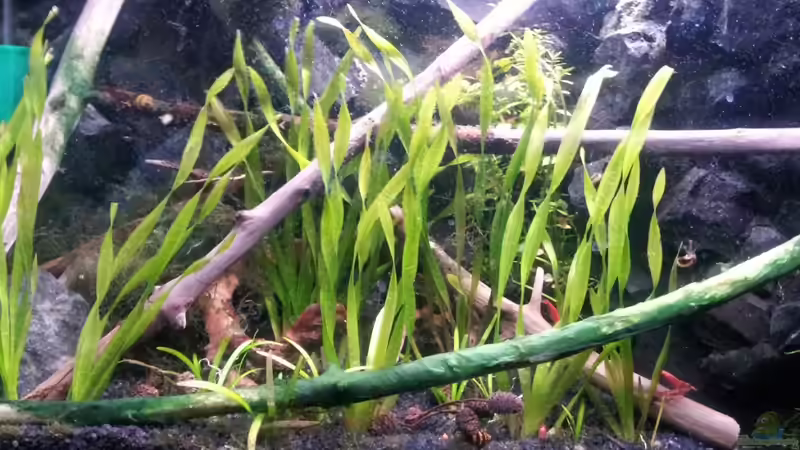 Helanthium bolivianum im Aquarium (Einrichtungsbeispiele mit Breitblättrige Zwergschwertpflanze)