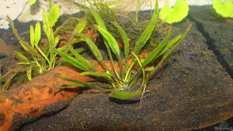 Helanthium tenellum im Aquarium (Einrichtungsbeispiele mit Grasartige Zwergschwertpflanze)