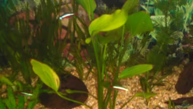 Zwergschwertpflanze von ActionJackson (11)