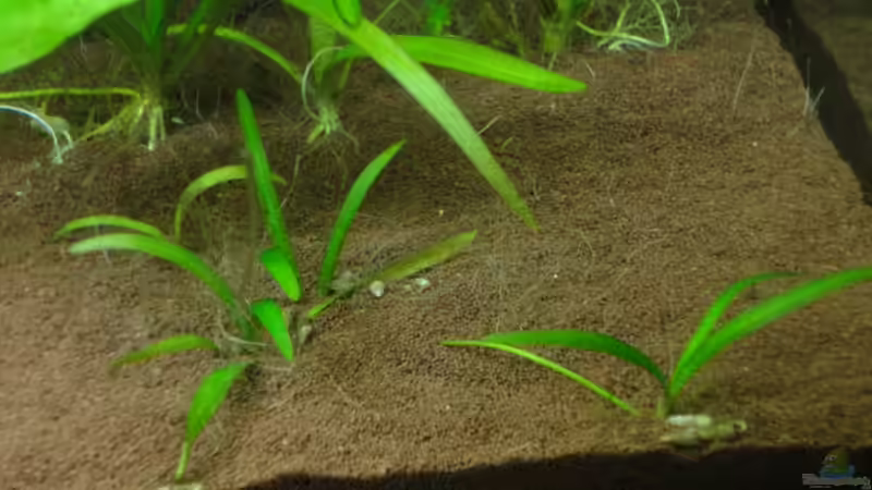 Zwergschwertpflanze von Franz Wüest (9)