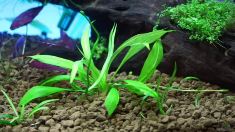 Zwergschwertpflanze vor der Wurzel Rechteseite von Flo-1990 (6)