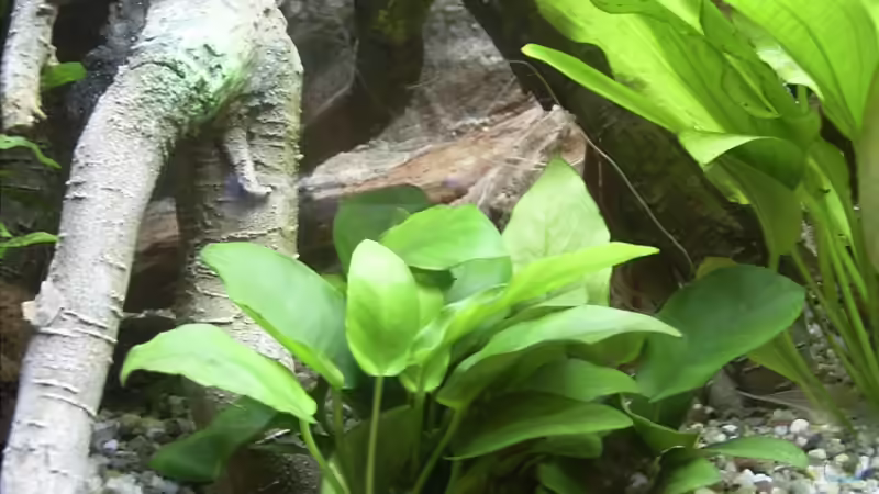 Zwergspeerblatt - Anubias barteri var. Nana von Bernd Milbrandt (8)