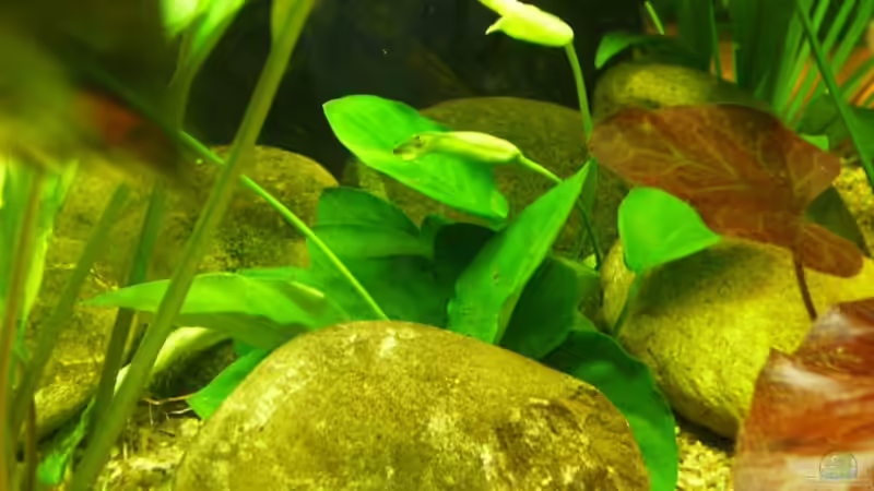 Zwergspeerblatt  von Adamov (23)