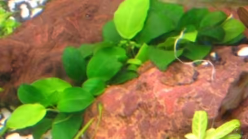 Zwergspeerblatt (Anubia nana) von DanBri (7)