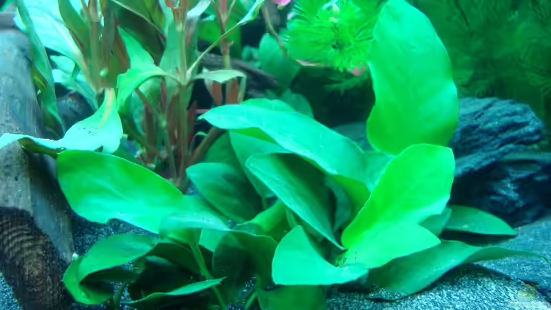 Zwergspeerblatt (Anubias bart. var. nana) von Daniel Eder (11)