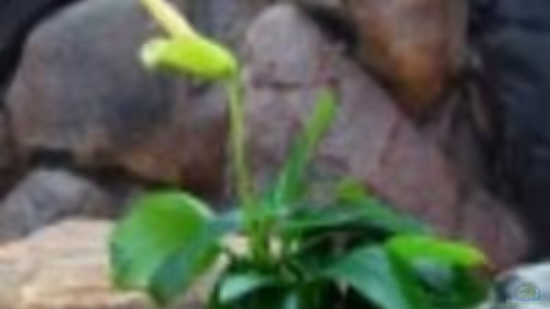 Zwergspeerblatt-Anubias von frankt7 (15)