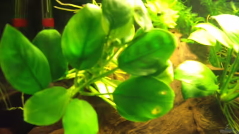 Zwergspeerblatt auf Wurzel von Fabian Held (5)