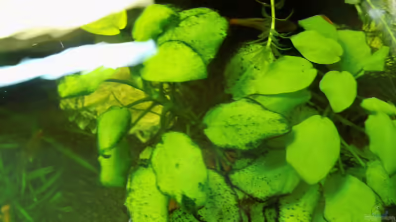 Zwergspeerblatt von oben von aqua david (13)