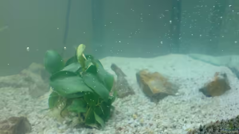 Zwergspeerblatt von Ronny Eisenberg (3)