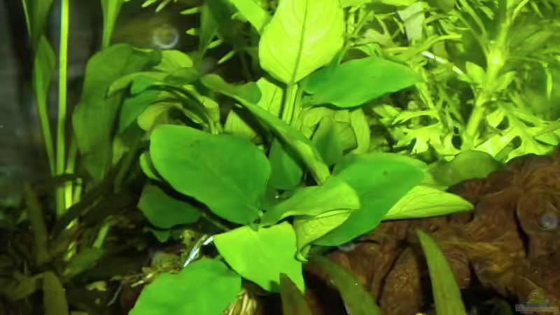 Zwergspeerpflanze von Marci (5)