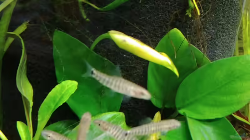 Zwergstreifenschmerlen  von Miss Kasimir (14)