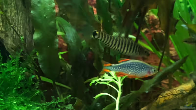 Zwergtigerschmerle und Perlhuhnbärbling   von TR (2)