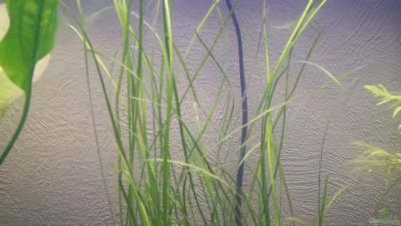 Zwergvallisnerie von Olaf E. (4)