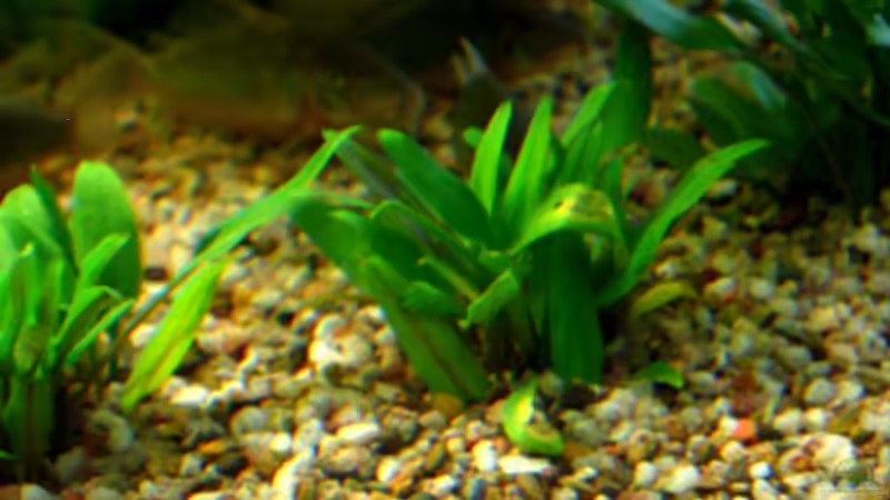 Zwergwasserkelch (neu gepflanzt) von Thomas Krahmer (8)