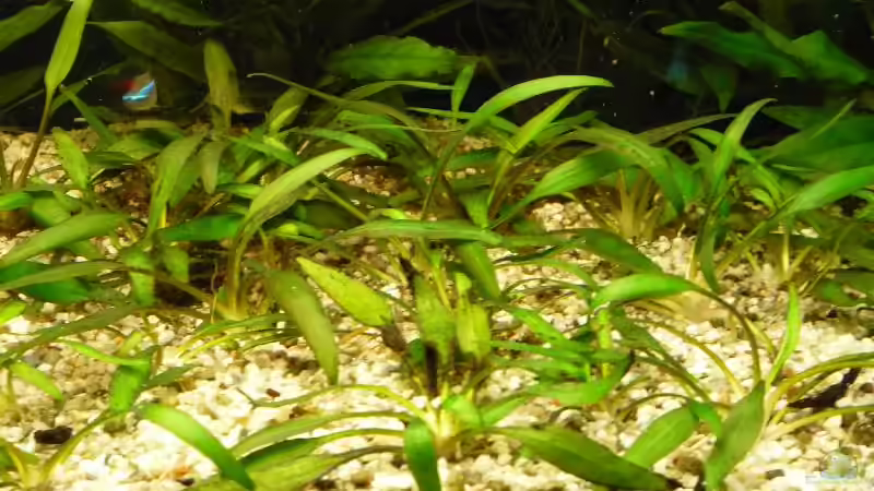 Zwergwasserkelch von Michi 82 (13)