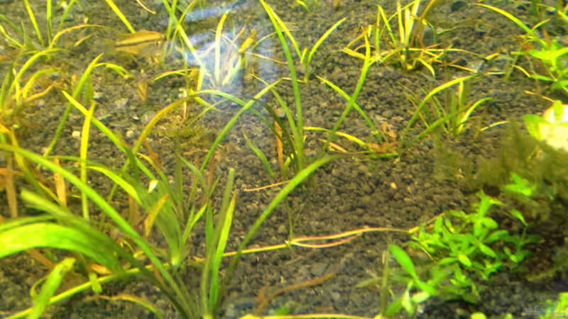 Zwerk Schwertplfanze nach 3 Wochen von xstedt (9)