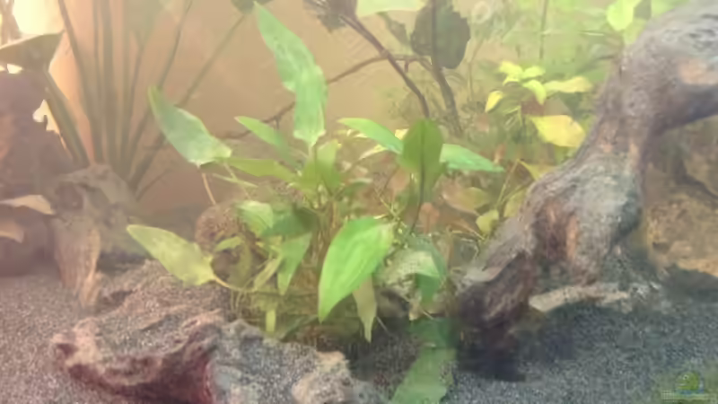 Zwischen Ausläufern von Ceylon (37)