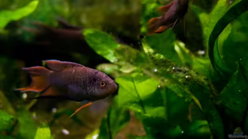 Zwischen den Farnen von Pete (22)