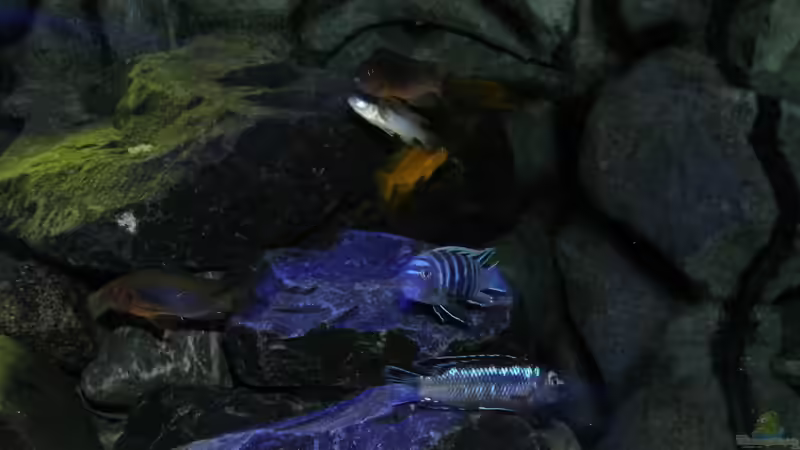 Zwischen den Steinen von bossie1704 (29)