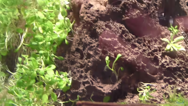 zwischen lavastein und seitenscheibe ist glossostigma elastinoides reingesteckt worden von Timo Wünsche (28)