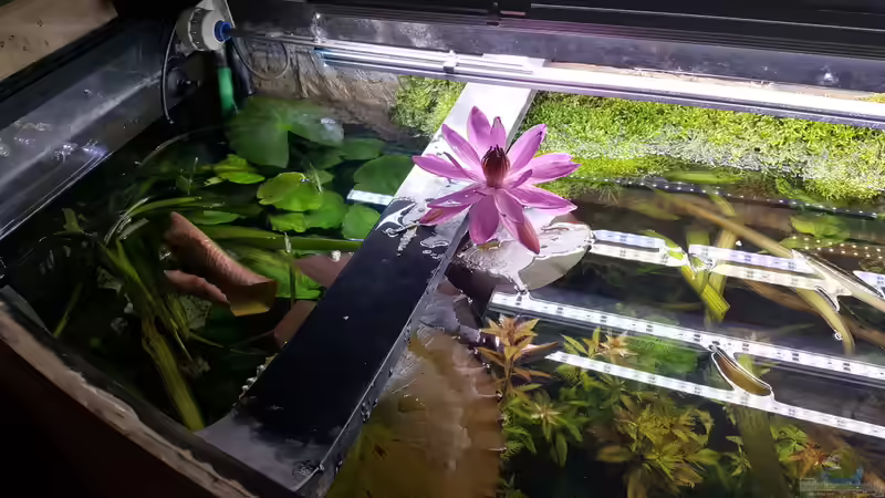 Zwischen Wasser und Land – Warum viele Wasserpflanzen nur oberhalb der Wasseroberfläche blühen 