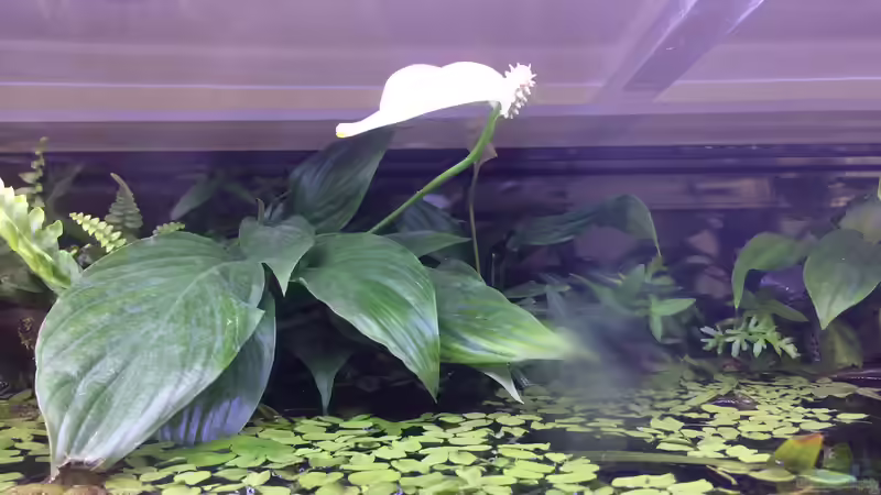 Zwischen Wasser und Land – Warum viele Wasserpflanzen nur oberhalb der Wasseroberfläche blühen 