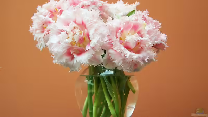 Zwischen Winter und Frühling: Frische Deko für die stille Übergangszeit
