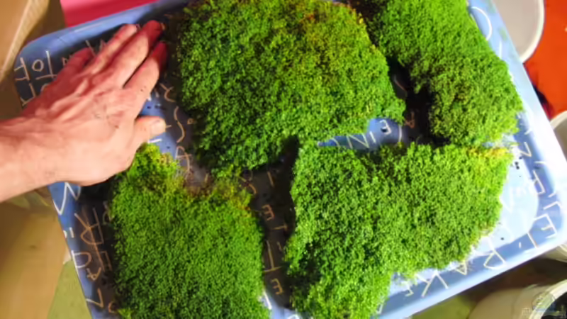 zwischenschnitt von Microsash (17)