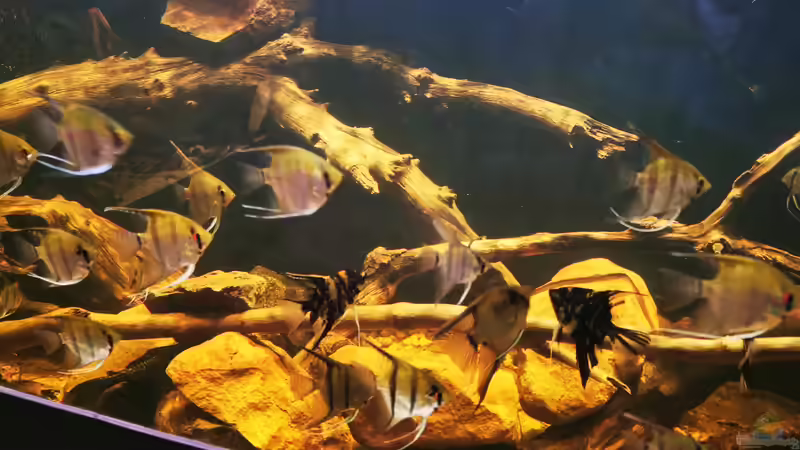 Zwischenzeitlich hatte ich mal 30 Skalare von Thomas Michel (88)