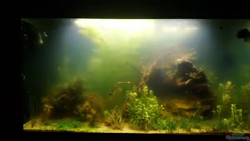 zwischenzeitliches Problem mit Algenblüte, gelöst durch UV-Klärer  von Wasserwelten (6)