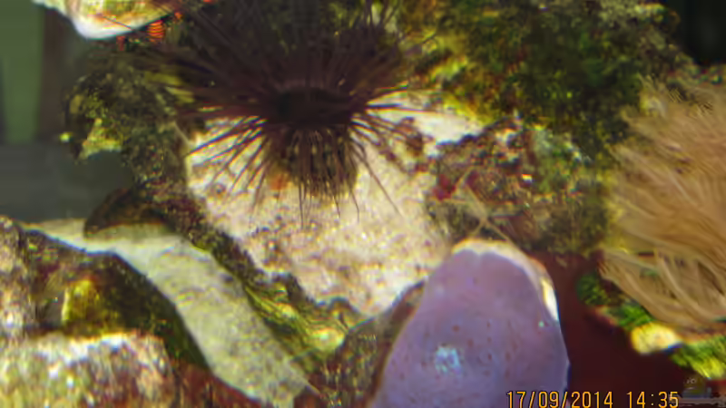 Zylinderrose und blaue Scheibenanemone von lippfisch (4)