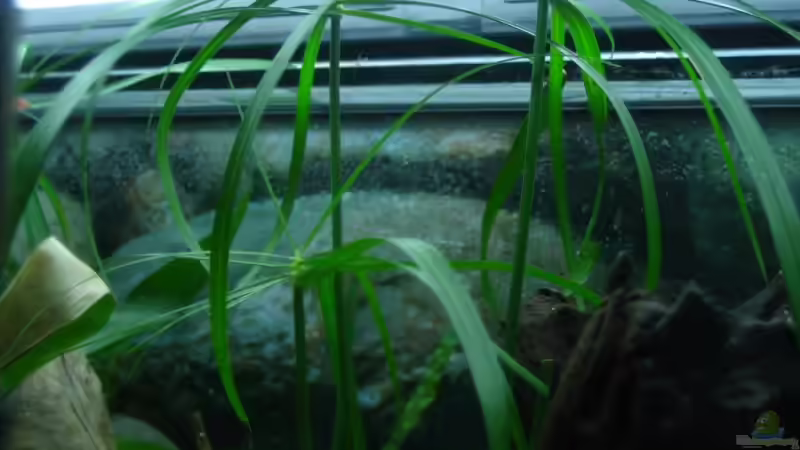 Zyperngras von Christian Friedrich (6)