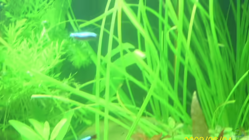 zyperus helferi  von Herbert Baier (2)