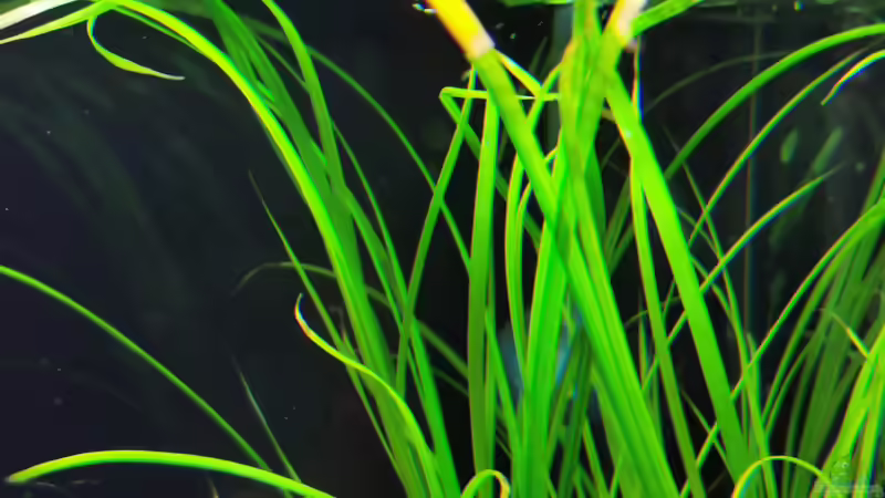 Zyperus Helferi von David Schneider Aquaristik (16)