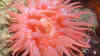Cribrinopsis fernaldi