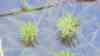 Myriophyllum brasiliense