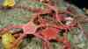 Ophioderma rubicunda