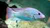 Oreochromis tanganicae