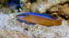 Pseudochromis aldabraensis