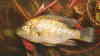 Sargochromis codringtonii